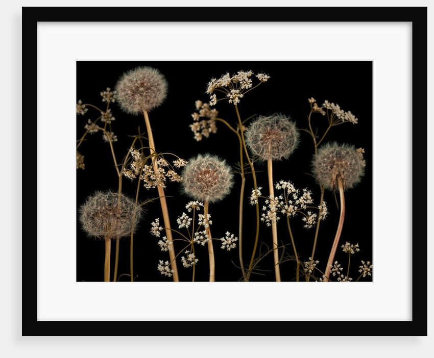 Meadow flowers by Assaf Frank